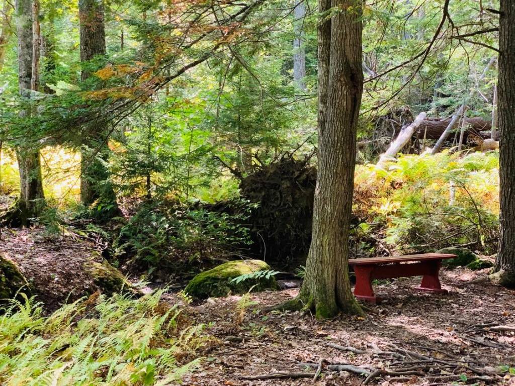 The bench on the trail at Wiscasset Woods Lodge